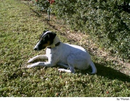Fox Terrier de Pelo Liso Dogs Raza - Características, Fotos & Precio | MundoAnimalia