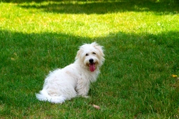 Coton de Tulear Dogs Razza - Prezzo, Temperamento & Foto | AnnunciAnimali