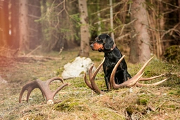 Slovensky Kopov Dogs Breed - Information, Temperament, Size & Price | Lancaster Puppies