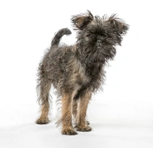 Affenpinscher Dogs Breed - Information, Temperament, Size & Price | Pets4Homes