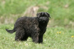 Bouvier Des Flandres Dogs Breed - Information, Temperament, Size & Price | Lancaster Puppies