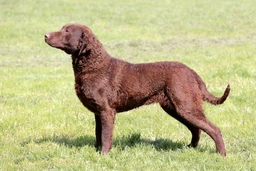 Chesapeake Bay Retriever Dogs Breed - Information, Temperament, Size & Price | Lancaster Puppies