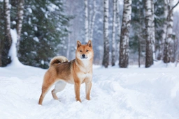 Japanese Shiba Inu Dogs Breed - Information, Temperament, Size & Price | Pets4Homes