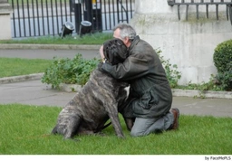 Mastino Napoletano Dogs Ras: Karakter, Levensduur & Prijs | Puppyplaats
