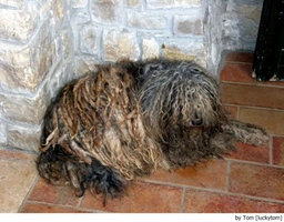 Bergamasco Dogs Breed - Information, Temperament, Size & Price | Lancaster Puppies