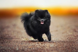Pomeranian Dogs Breed - Information, Temperament, Size & Price | Pets4Homes