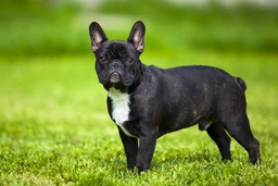 French Bulldog Dogs Breed - Information, Temperament, Size & Price | Lancaster Puppies