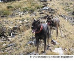 Alano Español Dogs Raza - Características, Fotos & Precio | MundoAnimalia