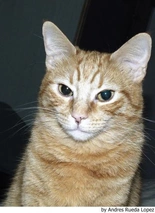 Europeo de Pelo Corto Cats Raza - Características, Fotos & Precio | MundoAnimalia