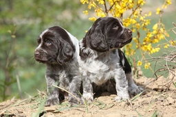 Wachtelhund Dogs Razza - Prezzo, Temperamento & Foto | AnnunciAnimali