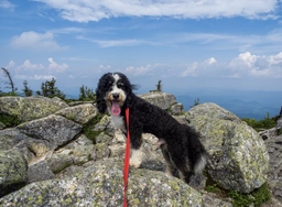 Bernedoodle Dogs Breed - Information, Temperament, Size & Price | Lancaster Puppies