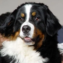 Bernese Mountain Dog Dogs Breed - Information, Temperament, Size & Price | Pets4Homes