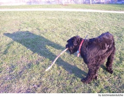 Riesenschnauzer Dogs Ras: Karakter, Levensduur & Prijs | Puppyplaats