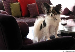 Vlinderhondje Dogs Ras: Karakter, Levensduur & Prijs | Puppyplaats