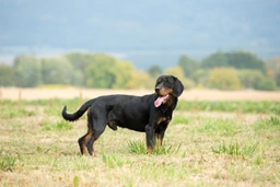 Slovensky Kopov Dogs Breed - Information, Temperament, Size & Price | Lancaster Puppies