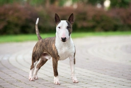 Bull Terrier Miniatura Dogs Razza - Prezzo, Temperamento & Foto | AnnunciAnimali