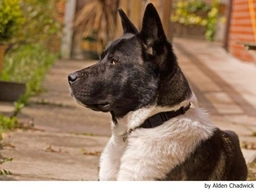 Akita Dogs Breed - Information, Temperament, Size & Price | Lancaster Puppies