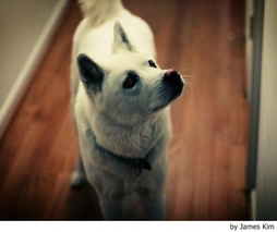 Perro Jindo Coreano Dogs Raza - Características, Fotos & Precio | MundoAnimalia