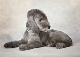 Bedlington Terrier Dogs Razza - Prezzo, Temperamento & Foto | AnnunciAnimali