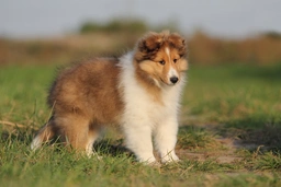 Shetland Sheepdog Dogs Breed - Information, Temperament, Size & Price | Lancaster Puppies
