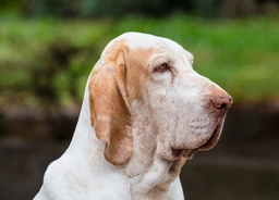 Bracco Italiano Dogs Breed - Information, Temperament, Size & Price | Pets4Homes