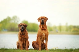 Tosa Dogs Ras: Karakter, Levensduur & Prijs | Puppyplaats