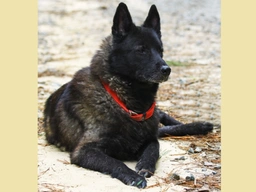 Norwegian Elkhound Dogs Breed - Information, Temperament, Size & Price | Lancaster Puppies