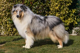 Pastore Scozzese Dogs Razza - Prezzo, Temperamento & Foto | AnnunciAnimali