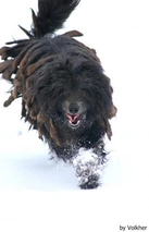 Bergamasco Dogs Breed - Information, Temperament, Size & Price | Lancaster Puppies