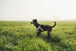 Catahoula Leopard Dog Dogs Breed - Information, Temperament, Size & Price | Pets4Homes