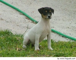 Ratonero Bodeguero Andaluz Dogs Raza - Características, Fotos & Precio | MundoAnimalia