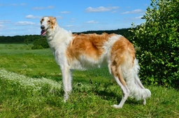Borzoi Dogs Breed - Information, Temperament, Size & Price | Pets4Homes