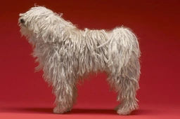 Hungarian Puli Dogs Breed - Information, Temperament, Size & Price | Lancaster Puppies