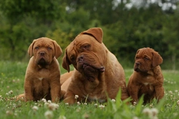 Dogue De Bordeaux Dogs Breed - Information, Temperament, Size & Price | Lancaster Puppies