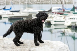 Portuguese Water Dog Dogs Breed - Information, Temperament, Size & Price | Lancaster Puppies