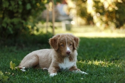 Nova Scotia Duck Tolling Retriever Dogs Breed - Information, Temperament, Size & Price | Lancaster Puppies