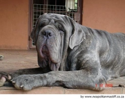 Mastino Napoletano Dogs Ras: Karakter, Levensduur & Prijs | Puppyplaats