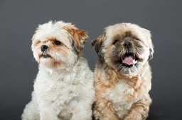 Shih Tzu Dogs Breed - Information, Temperament, Size & Price | Pets4Homes