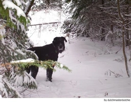 Riesenschnauzer Dogs Ras: Karakter, Levensduur & Prijs | Puppyplaats