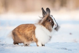 Lionhead Rabbits Breed - Information, Temperament, Size & Price | Pets4Homes