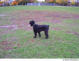 Riesenschnauzer Dogs Ras: Karakter, Levensduur & Prijs | Puppyplaats