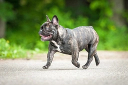 French Bulldog Dogs Breed - Information, Temperament, Size & Price | Lancaster Puppies