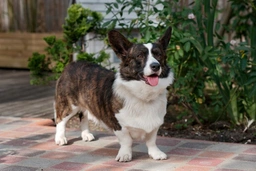 Welsh Corgi Cardigan Dogs Breed - Information, Temperament, Size & Price | Lancaster Puppies