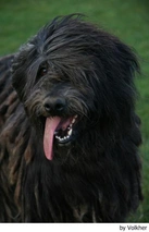 Bergamasco Dogs Breed - Information, Temperament, Size & Price | Lancaster Puppies