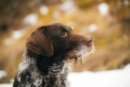 German Wirehaired Pointer Dogs Breed - Information, Temperament, Size & Price | Lancaster Puppies