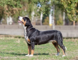 Entlebucher Mountain Dog Dogs Breed - Information, Temperament, Size & Price | Pets4Homes