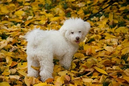 Bolognezer Dogs Ras: Karakter, Levensduur & Prijs | Puppyplaats