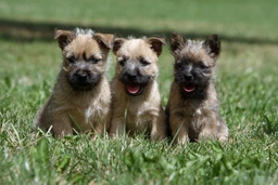 Cairn Terrier Dogs Breed - Information, Temperament, Size & Price | Pets4Homes