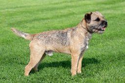 Border Terrier Dogs Breed - Information, Temperament, Size & Price | Pets4Homes