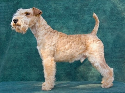 Lakeland Terrier Dogs Breed - Information, Temperament, Size & Price | Pets4Homes